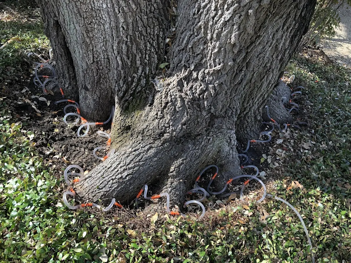Detailed Tree Cabling and Bracing job site in Lone Pine